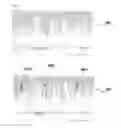 Fig. 04 - COOPERATION-BASED METHOD OF MANAGING, DISPLAYING, AND UPDATING DNA SEQUENCE DATA