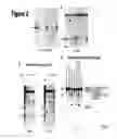 Fig. 03 - Cand45 tRNA-Derived Expression System for Gene Modulation