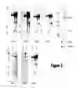 Fig. 04 - Cand45 tRNA-Derived Expression System for Gene Modulation