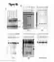 Fig. 05 - Cand45 tRNA-Derived Expression System for Gene Modulation
