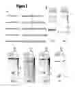 Fig. 07 - Cand45 tRNA-Derived Expression System for Gene Modulation
