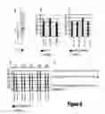 Fig. 08 - Cand45 tRNA-Derived Expression System for Gene Modulation