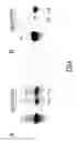Fig. 06 - TARGETING NUCLEIC ACIDS IN MITOCHONDRIA