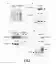 Fig. 07 - TARGETING NUCLEIC ACIDS IN MITOCHONDRIA
