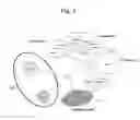 Fig. 06 - PROTEIN HAVING NOVEL PRENYLTRANSFERASE ACTIVITY AND GENE ENCODING THE SAME