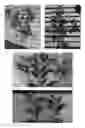 Fig. 02 - Olea europaea tree named 'HIDshurtleff'
