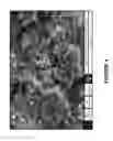 Fig. 05 - Combination catalysts based on iron for the substantial synthesis of multi-walled carbon nanotubes by chemical vapor deposition