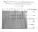Fig. 03 - COLLAGEN EXTRACTION FROM AQUATIC ANIMALS