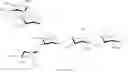 Fig. 23 - SUGAR CHAIN-ADDED AILIM EXTRACELLULAR DOMAIN AND METHOD FOR PRODUCING SAME