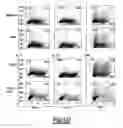 Fig. 09 - TSLP PROMOTES IMMUNE EVASION AND PERSISTENCE OF VIRUSES