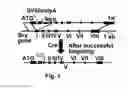Fig. 02 - Cell population enriched for endoderm cells
