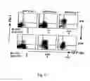 Fig. 07 - Cell population enriched for endoderm cells
