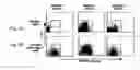 Fig. 09 - Cell population enriched for endoderm cells