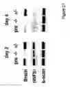 Fig. 22 - Cell population enriched for endoderm cells