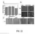 Fig. 13 - Hydrolytically degradable polysaccharide hydrogels