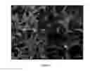Fig. 02 - OLFACTORY STEM CELLS AND USES THEREOF