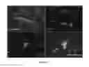 Fig. 03 - OLFACTORY STEM CELLS AND USES THEREOF