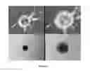 Fig. 04 - OLFACTORY STEM CELLS AND USES THEREOF