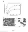 Fig. 07 - Peptide promoting cell adhesion and migration