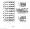 Fig. 08 - Peptide promoting cell adhesion and migration