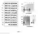 Fig. 09 - Peptide promoting cell adhesion and migration