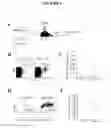 Fig. 06 - Antigen-specific long-term memory T-cells