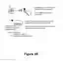 Fig. 04 - IGA1 protease polypeptide agents and uses thereof