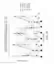 Fig. 17 - MTOR PATHWAY INHIBITORS FOR TREATING OCULAR DISORDERS