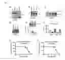 Fig. 03 - COMPOSITIONS AND METHODS FOR INHIBITING VIRAL AND/OR BACTERIAL INFECTIONS