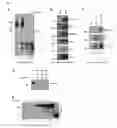 Fig. 04 - COMPOSITIONS AND METHODS FOR INHIBITING VIRAL AND/OR BACTERIAL INFECTIONS