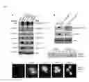 Fig. 06 - COMPOSITIONS AND METHODS FOR INHIBITING VIRAL AND/OR BACTERIAL INFECTIONS