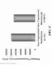 Fig. 06 - METHOD FOR MODULATING ANGIOGENESIS USING FIBROMODULIN