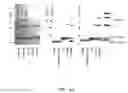 Fig. 07 - Molecular Antigen Array