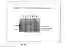 Fig. 35 - Molecular Antigen Array