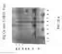 Fig. 43 - Molecular Antigen Array