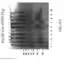 Fig. 45 - Molecular Antigen Array