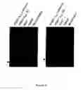 Fig. 09 - Nucleic Acid Encoding TGEV and PRRSV Sequences for Improved Expression of PRRSV Sequences
