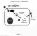Fig. 22 - Nucleic Acid Encoding TGEV and PRRSV Sequences for Improved Expression of PRRSV Sequences