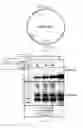Fig. 02 - Compositions comprising angiogenic factors and methods of use thereof