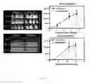 Fig. 22 - Compositions comprising angiogenic factors and methods of use thereof