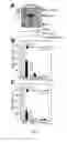 Fig. 04 - Compositions and methods related to protein A (SpA) variants
