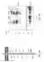 Fig. 03 - LAT adapter molecule for enhanced T-cell signaling and method of use