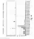Fig. 43 - COMPOSITIONS AND METHODS FOR TREATING ASTHMA AND OTHER LUNG DISORDERS