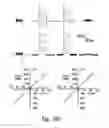 Fig. 75 - COMPOSITIONS AND METHODS FOR TREATING ASTHMA AND OTHER LUNG DISORDERS