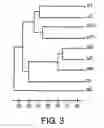 Fig. 08 - INTEGRIN HETERODIMER AND AN ALPHA SUBUNIT THEREOF