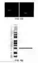 Fig. 09 - INTEGRIN HETERODIMER AND AN ALPHA SUBUNIT THEREOF