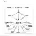 Fig. 02 - METHOD FOR THE TREATMENT AND PREVENTION OF ERECTILE DYSFUNCTION