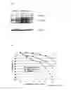 Fig. 04 - METHOD FOR THE TREATMENT AND PREVENTION OF ERECTILE DYSFUNCTION