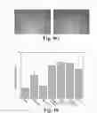 Fig. 12 - SOLID-STATE METHOD FOR PRODUCING FUNCTIONALIZED CALCIUM PHOSPHATE HYBRID ORGANIC/INORGANIC CHEMICAL SYSTEMS FOR DENTAL REMINERALIZATION APPLICATIONS