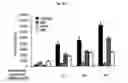 Fig. 07 - Immunostimulatory compositions comprising liposome-encapsulated oligonucleotides and epitopes